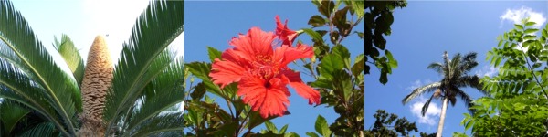 ���\�� �n�C�r�X�J�X ���d�����V